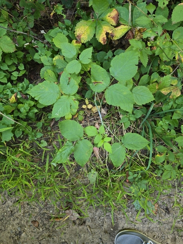black raspberry