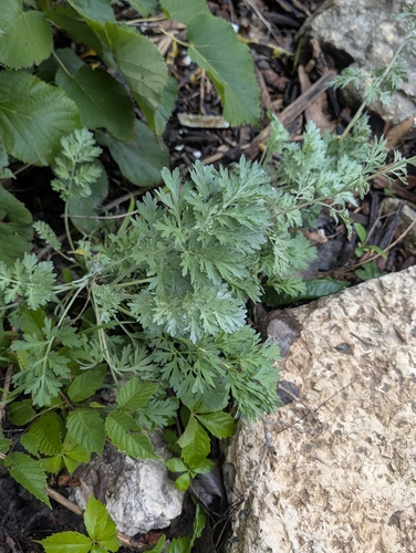 absinthe wormwood