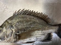 Acanthopagrus