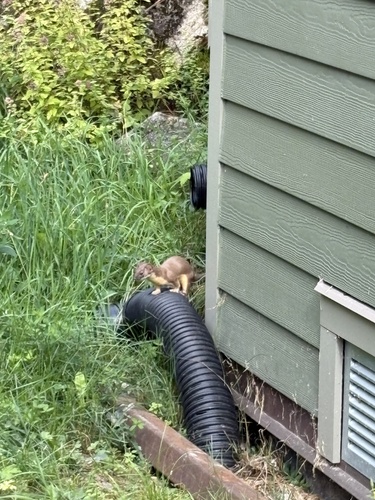 Long-tailed Weasel