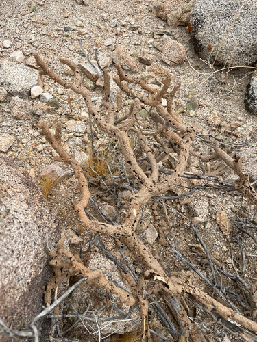 Long-jawed Desert Termites