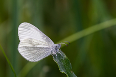 Leptidea juvernica