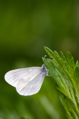 Leptidea juvernica