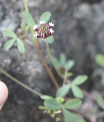 Trifolium dichotomum
