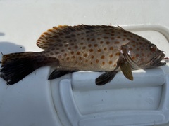 Epinephelus bleekeri