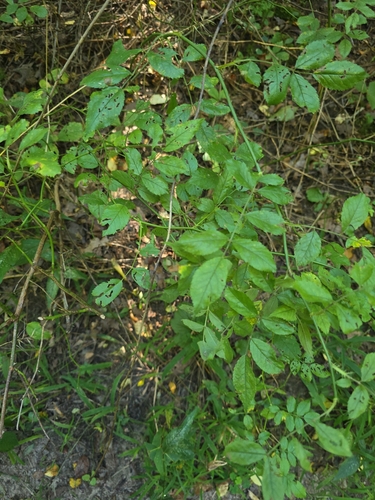 multiflora rose