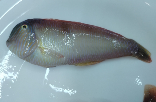 Pearly Razorfish