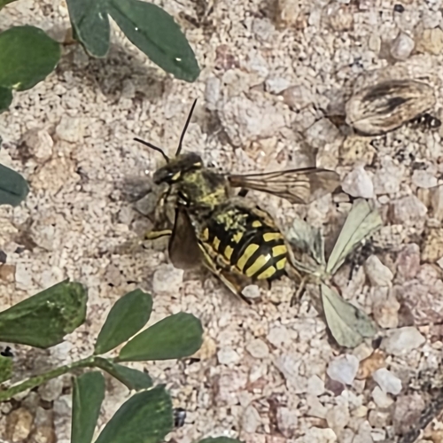 European Woolcarder Bee