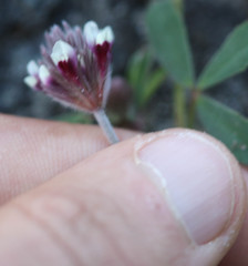 Trifolium dichotomum
