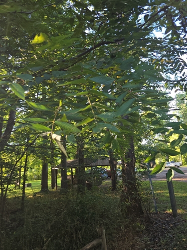 eastern black walnut