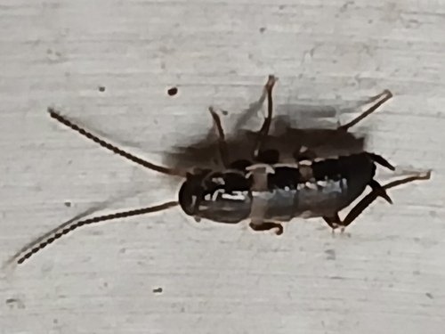 Smokybrown Cockroach