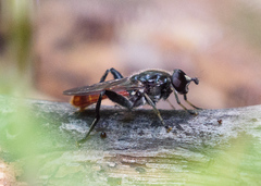 Xylota bicolor