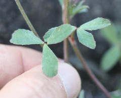 Trifolium dichotomum