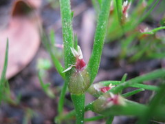 Centrolepis aristata