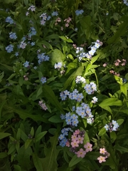 Myosotis sylvatica