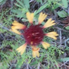 Gaillardia suavis