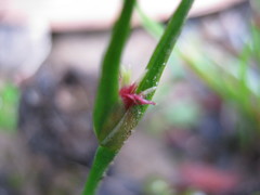 Centrolepis aristata