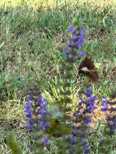 Silver-spotted Skipper