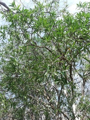 Bonellia macrocarpa