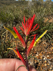(c) Parker James Lloyd, some rights reserved (CC BY) Castilleja linariifolia, photograph (c) Parker James Lloyd, some rights reserved (CC BY)