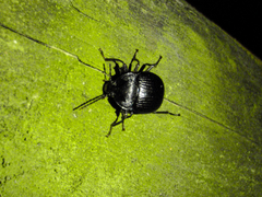 Accanthopus velikensis