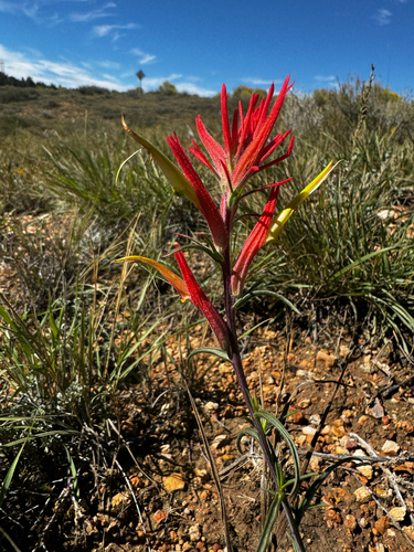 Castilleja linariifolia, photograph 6