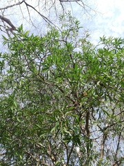 Bonellia macrocarpa