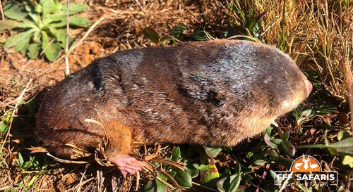Highveld Golden Mole