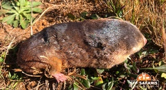 Highveld Golden Mole photo 1