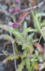 Streptanthus glandulosus pulchellus