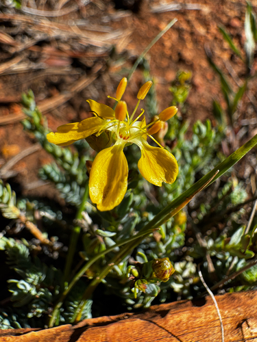 Linum kingii