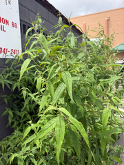 Buddleja asiatica, photograph (c) Nathan Nguyen, some rights reserved (CC BY)