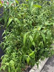 Buddleja asiatica, photograph (c) Nathan Nguyen, some rights reserved (CC BY)