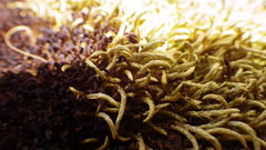 Pseudisothecium cristatum