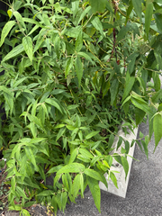 Buddleja asiatica, photograph (c) Nathan Nguyen, some rights reserved (CC BY)