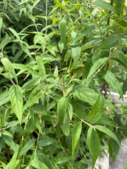 Buddleja asiatica, photograph (c) Nathan Nguyen, some rights reserved (CC BY)