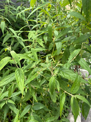 Buddleja asiatica, photograph (c) Nathan Nguyen, some rights reserved (CC BY)