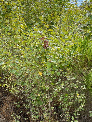 Styrax redivivus, 2026-09-06
