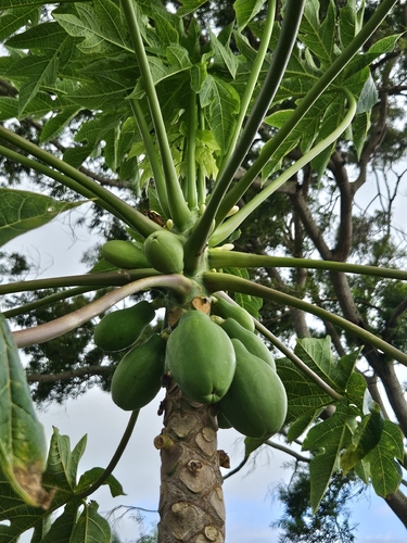 Carica papaya observed 2026-09-07