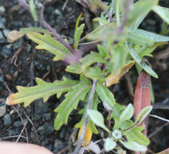 Streptanthus glandulosus pulchellus
