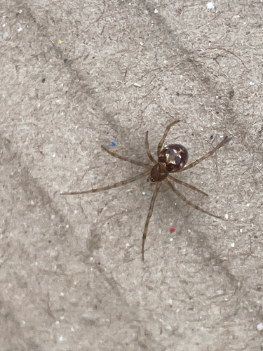 Triangulate Combfoot