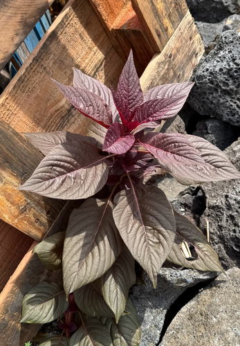 Amaranthus hybridus observed 2026-09-06