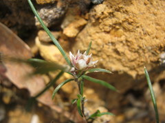 Laxmannia orientalis