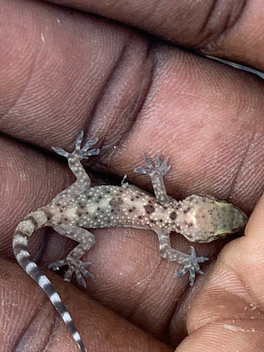 Mediterranean House Gecko