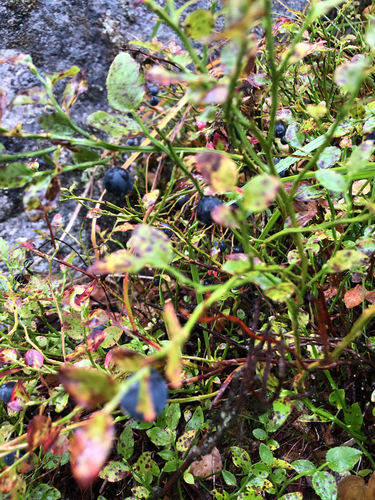 common bilberry