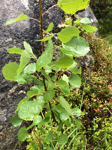European aspen