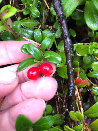 Lingonberry