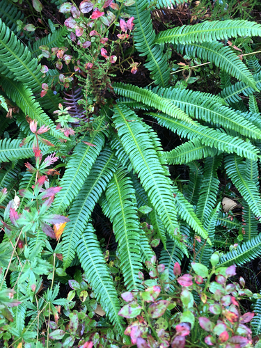 deer fern