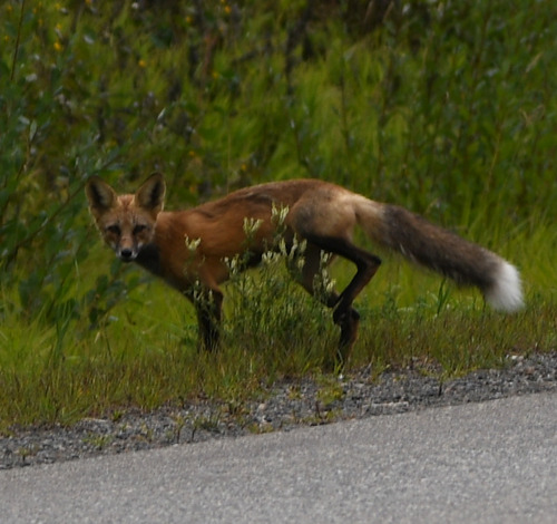 Red Fox