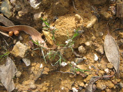 Laxmannia orientalis